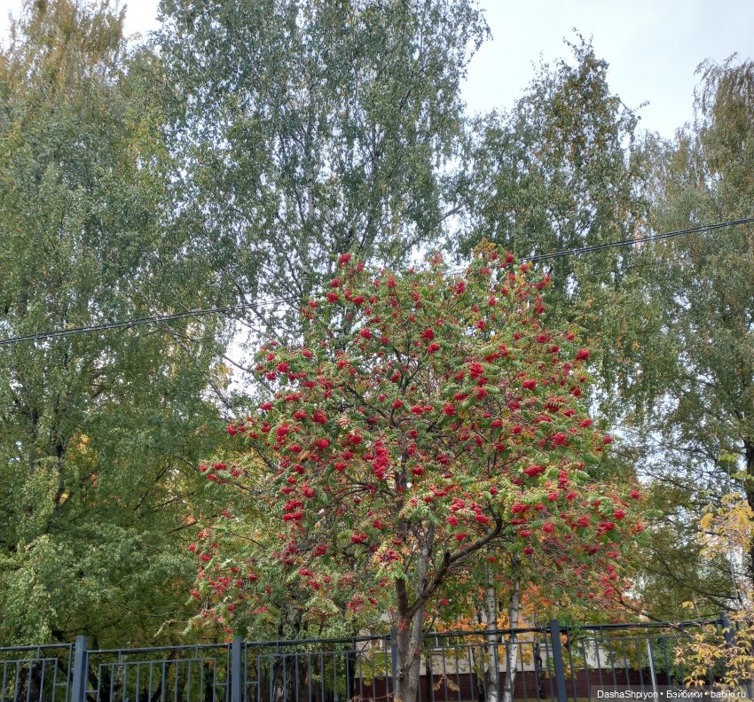 Осенние деревья и дупла 🍂🌳🪵