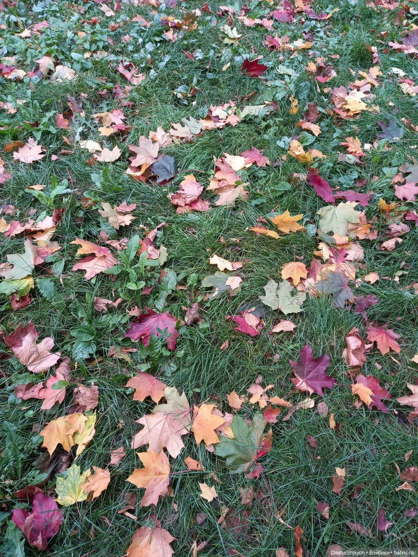 Осенние деревья и дупла 🍂🌳🪵