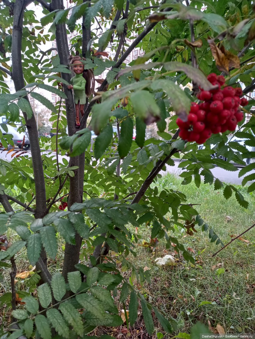Осенние деревья и дупла 🍂🌳🪵 (фото 9)
