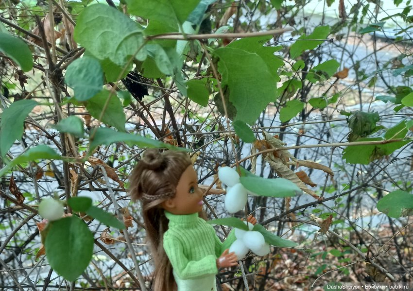 Осенние деревья и дупла 🍂🌳🪵