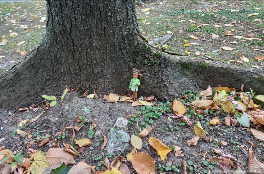 Осенние деревья и дупла 🍂🌳🪵 (фото 8)