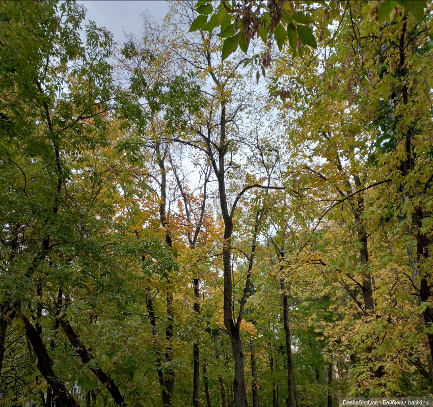Осенние деревья и дупла 🍂🌳🪵