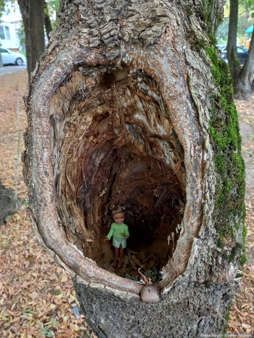Осенние деревья и дупла 🍂🌳🪵 (фото 10)