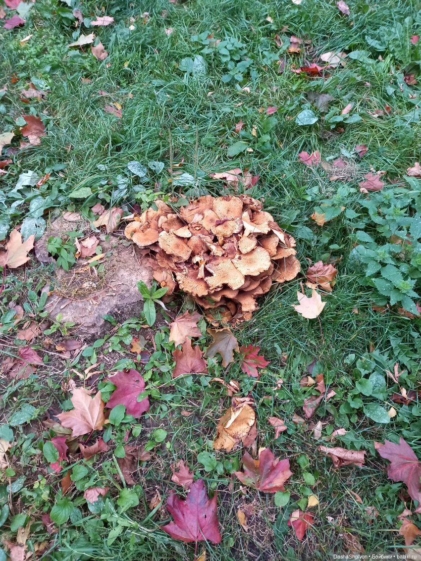 Осенние деревья и дупла 🍂🌳🪵