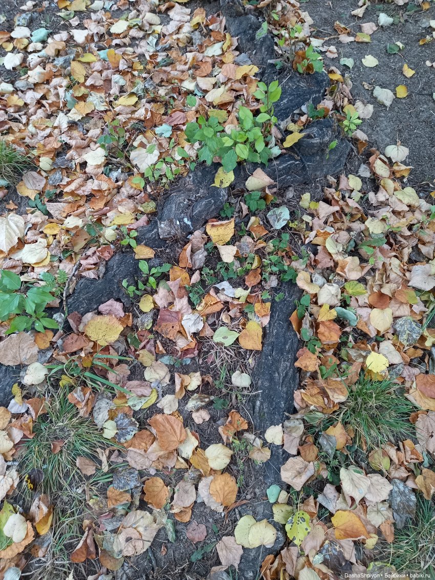 Осенние деревья и дупла 🍂🌳🪵 (фото 7)