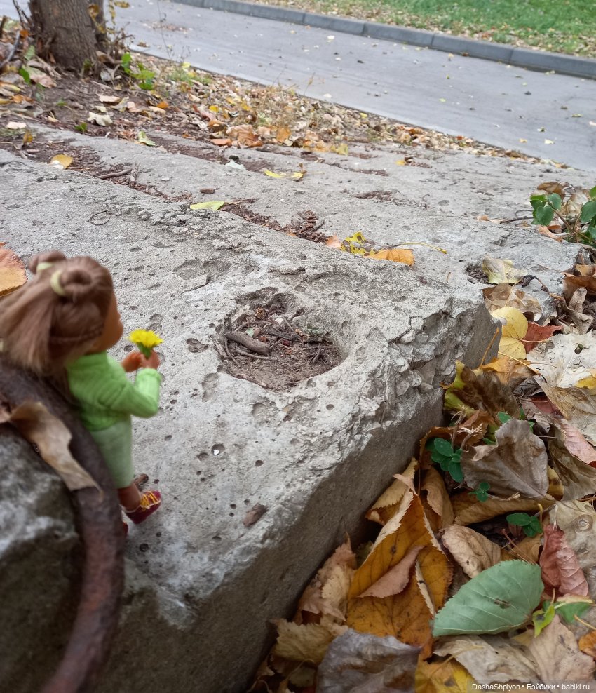 Осенние деревья и дупла 🍂🌳🪵 (фото 4)