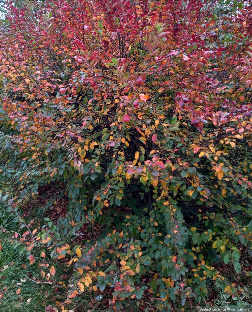 Осенние деревья и дупла 🍂🌳🪵