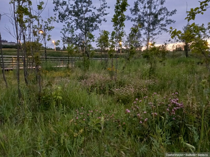 Однажды летом после дождя 🌧️🌳🌾