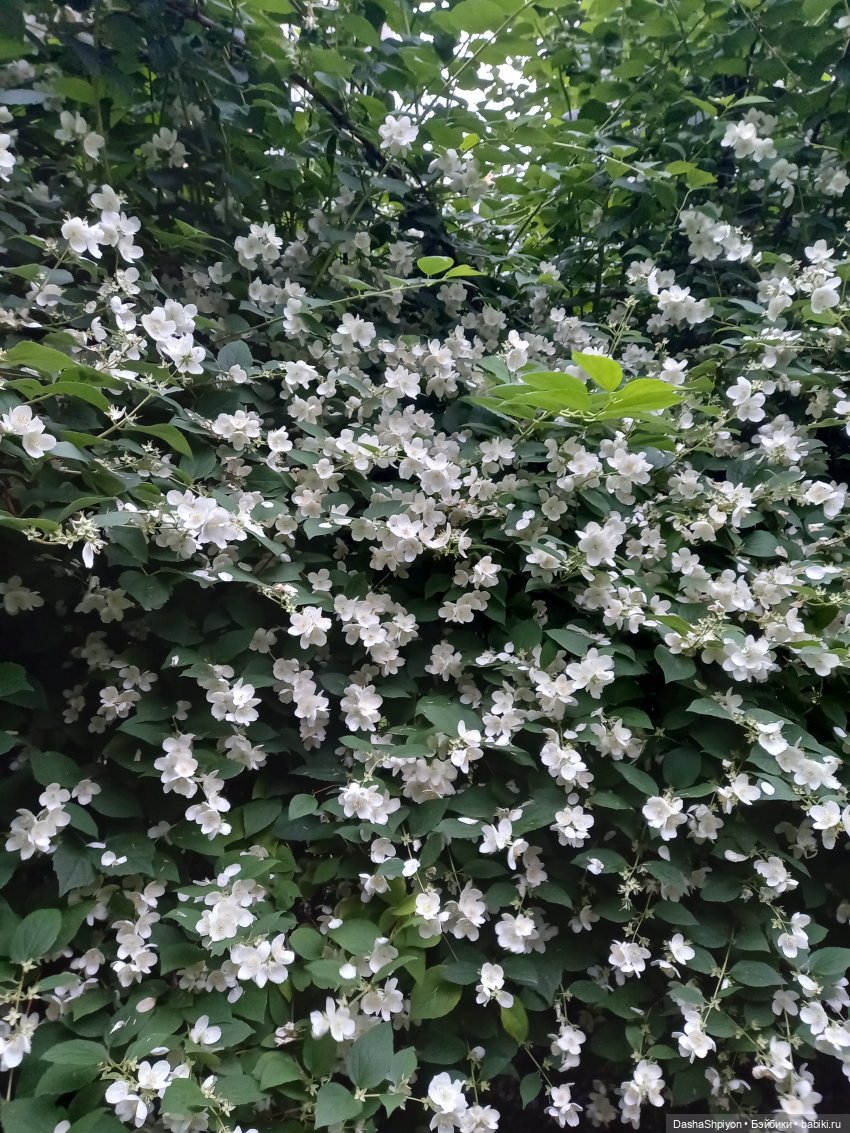 Однажды летом после дождя 🌧️🌳🌾 (фото 2)