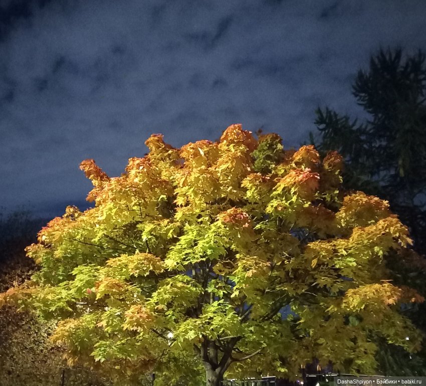 💜 Садовники — Часть 3 — Фонари 🌌 (фото 2)