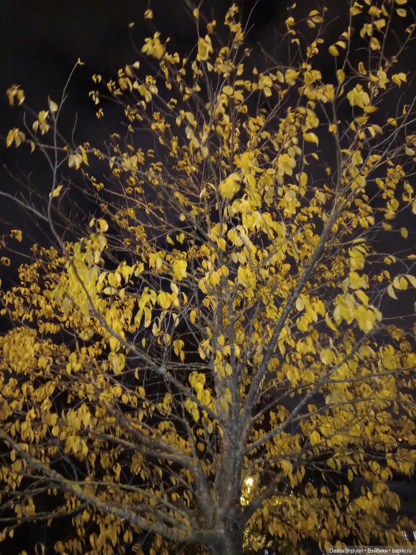 💜 Садовники — Часть 3 — Фонари 🌌