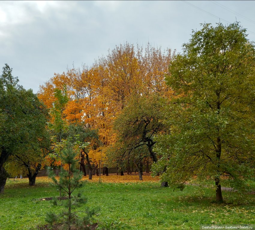 🍂Граница осени и лета 🍁🌿 — Гибриды шарнирных кукол (не БЖД): подбор тела (фото 3)