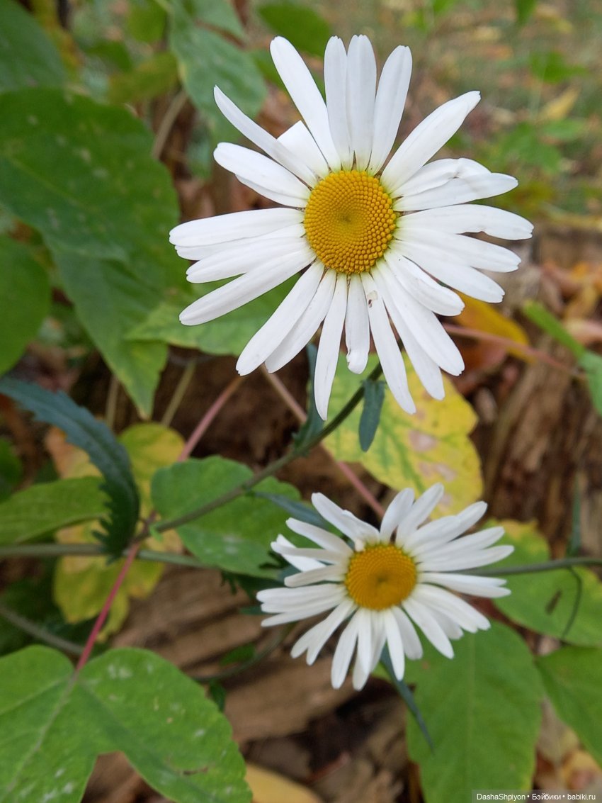 🍂Граница осени и лета 🍁🌿 — Гибриды шарнирных кукол (не БЖД): подбор тела