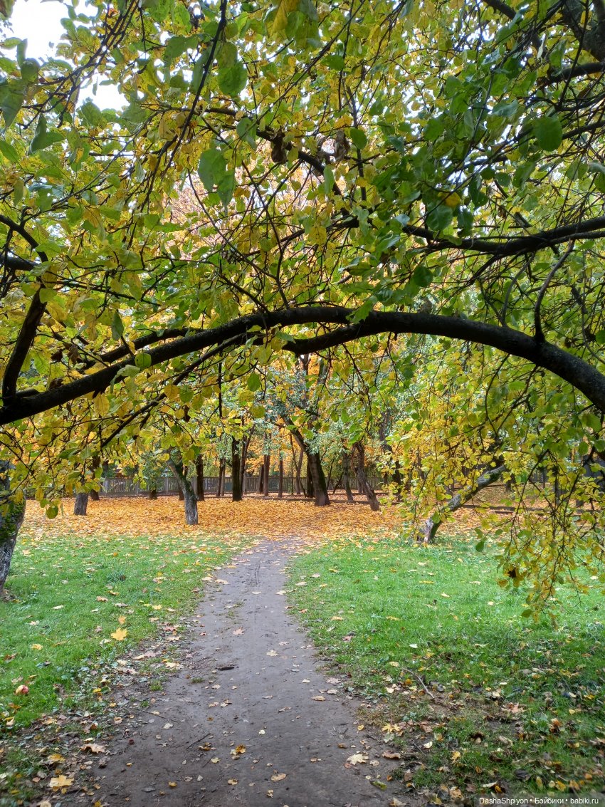 🍂Граница осени и лета 🍁🌿 — Гибриды шарнирных кукол (не БЖД): подбор тела (фото 4)