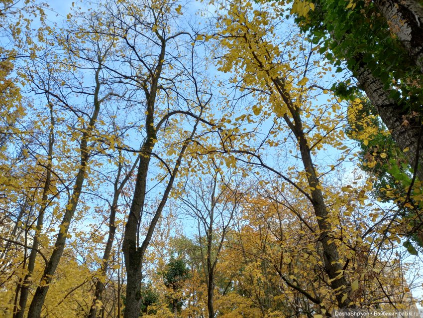 🍂Граница осени и лета 🍁🌿 — Гибриды шарнирных кукол (не БЖД): подбор тела