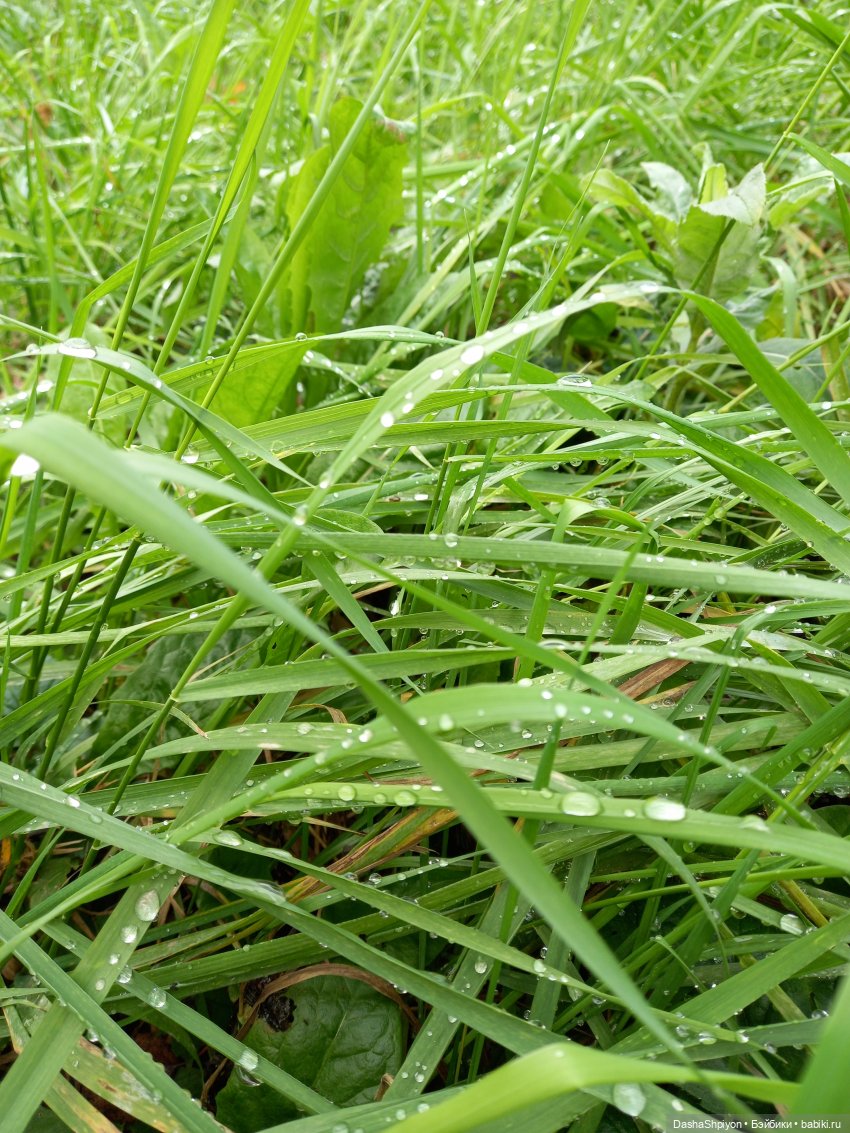 🍂Граница осени и лета 🍁🌿 — Гибриды шарнирных кукол (не БЖД): подбор тела