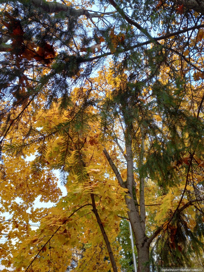 🍂Граница осени и лета 🍁🌿 — Гибриды шарнирных кукол (не БЖД): подбор тела