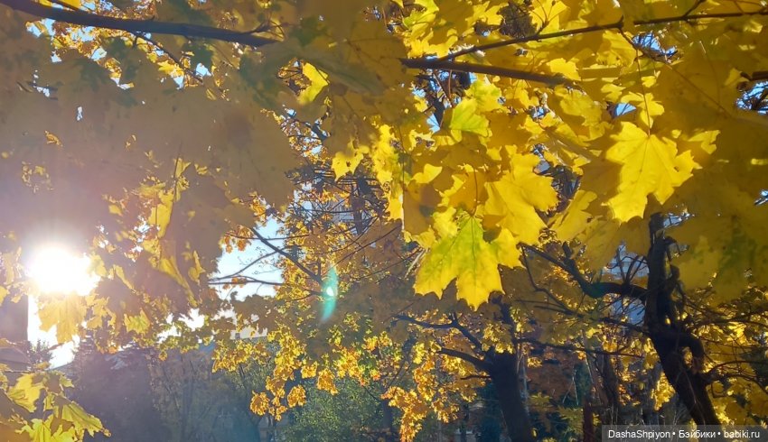 💛 Солнце светит через жёлтую листву 🍂☀️