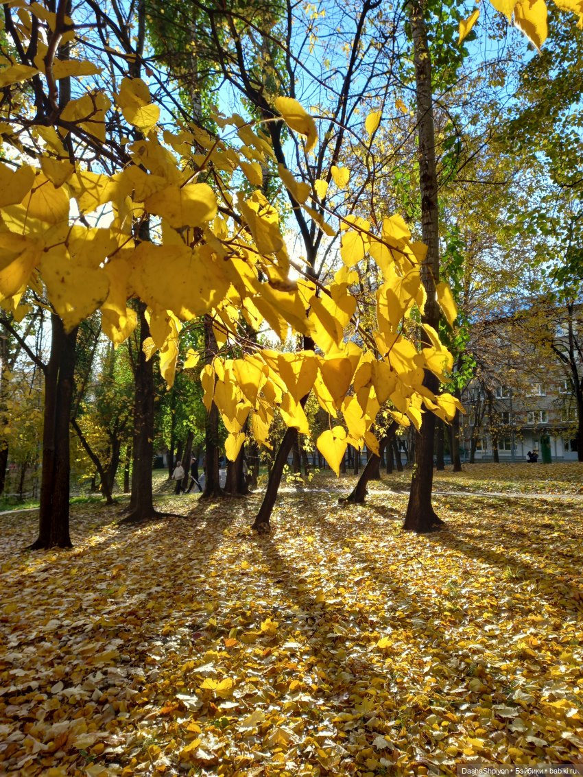 💛 Солнце светит через жёлтую листву 🍂☀️ (фото 2)