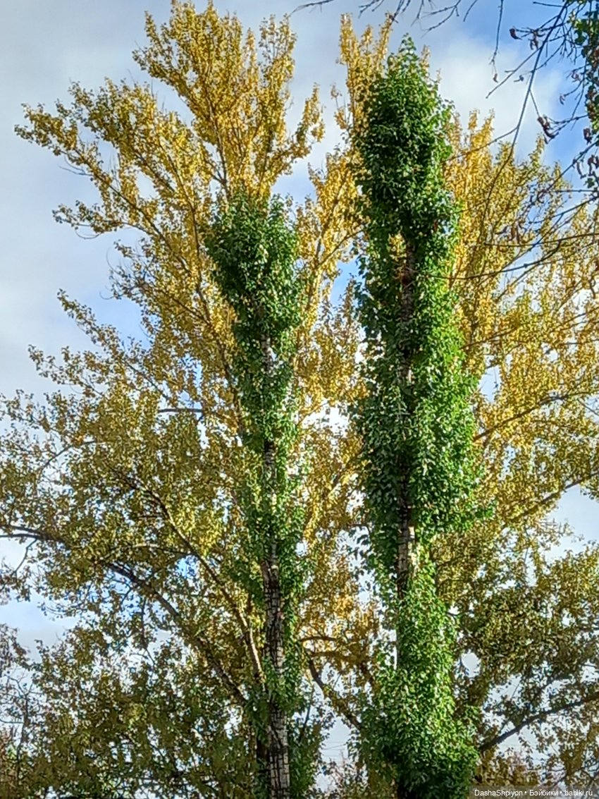 💛 Солнце светит через жёлтую листву 🍂☀️