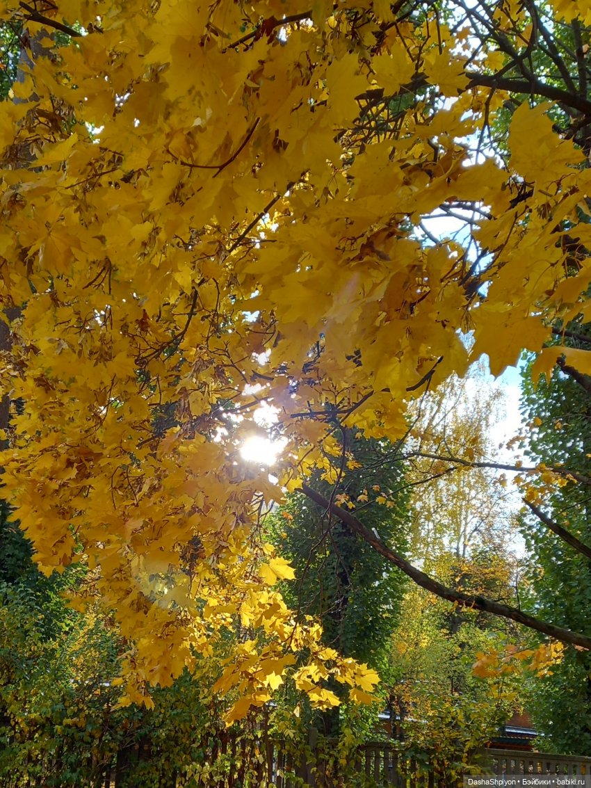 💛 Солнце светит через жёлтую листву 🍂☀️