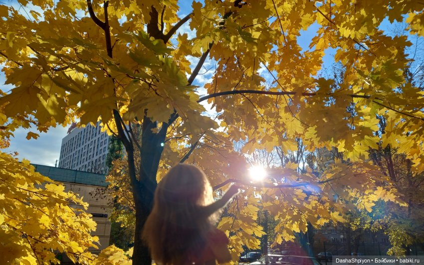 💛 Солнце светит через жёлтую листву 🍂☀️ (фото 9)