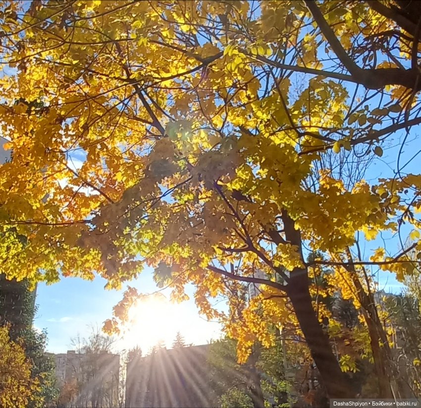 💛 Солнце светит через жёлтую листву 🍂☀️