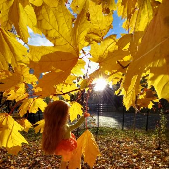 💛 Солнце светит через жёлтую листву 🍂☀️