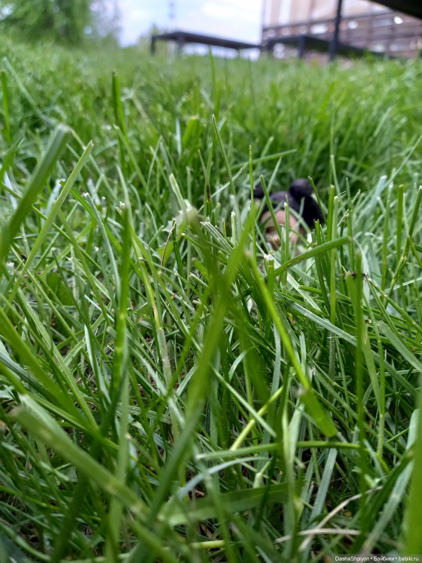 🏵️ Ариша и лето 🌿🌺 — Гибриды шарнирных кукол (не БЖД): подбор тела (фото 8)