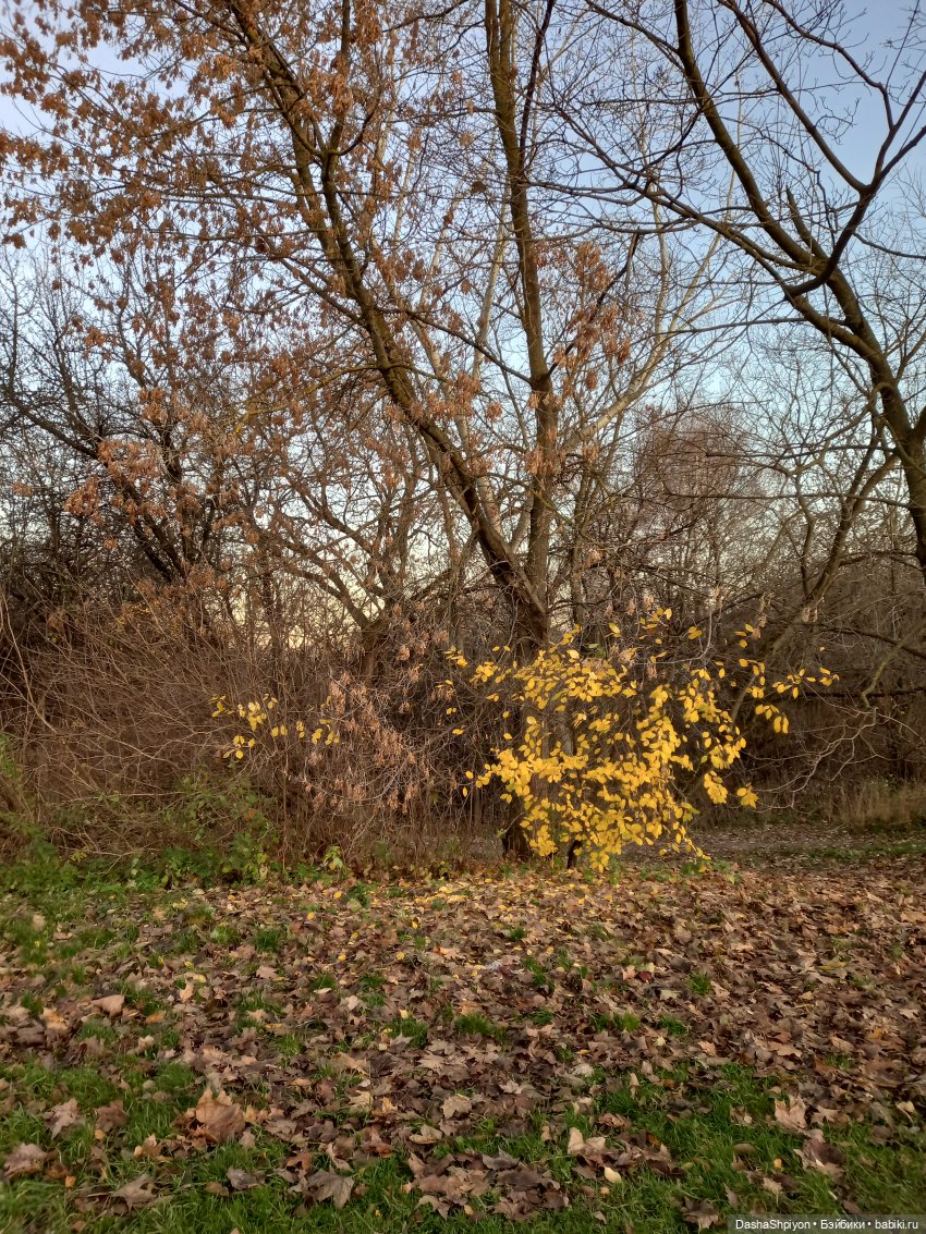 🌅 Закат в Коломенском 💖🍃 — Гибриды шарнирных кукол (не БЖД): подбор тела