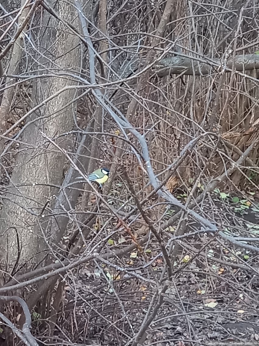 🌅 Закат в Коломенском 💖🍃 — Гибриды шарнирных кукол (не БЖД): подбор тела