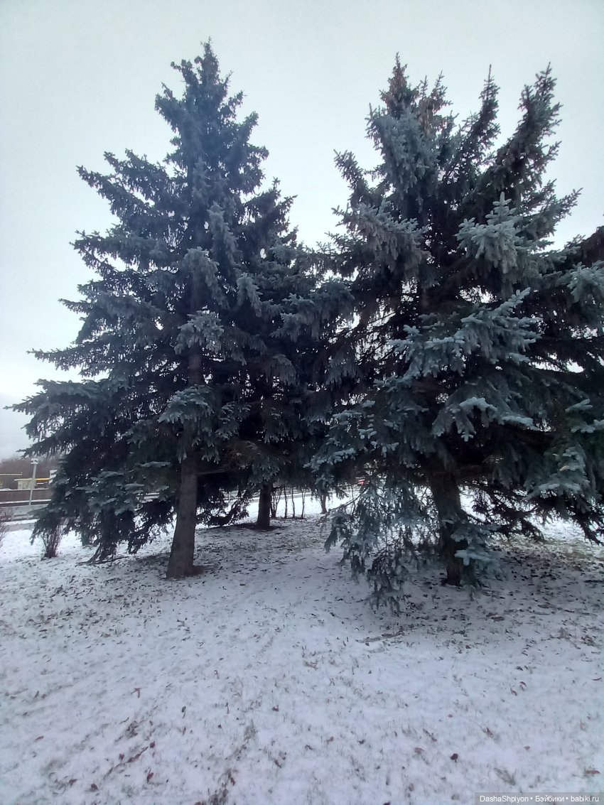 🌨️ Прогулка Валерия в поисках ёлки 🌲✨ (фото 6)