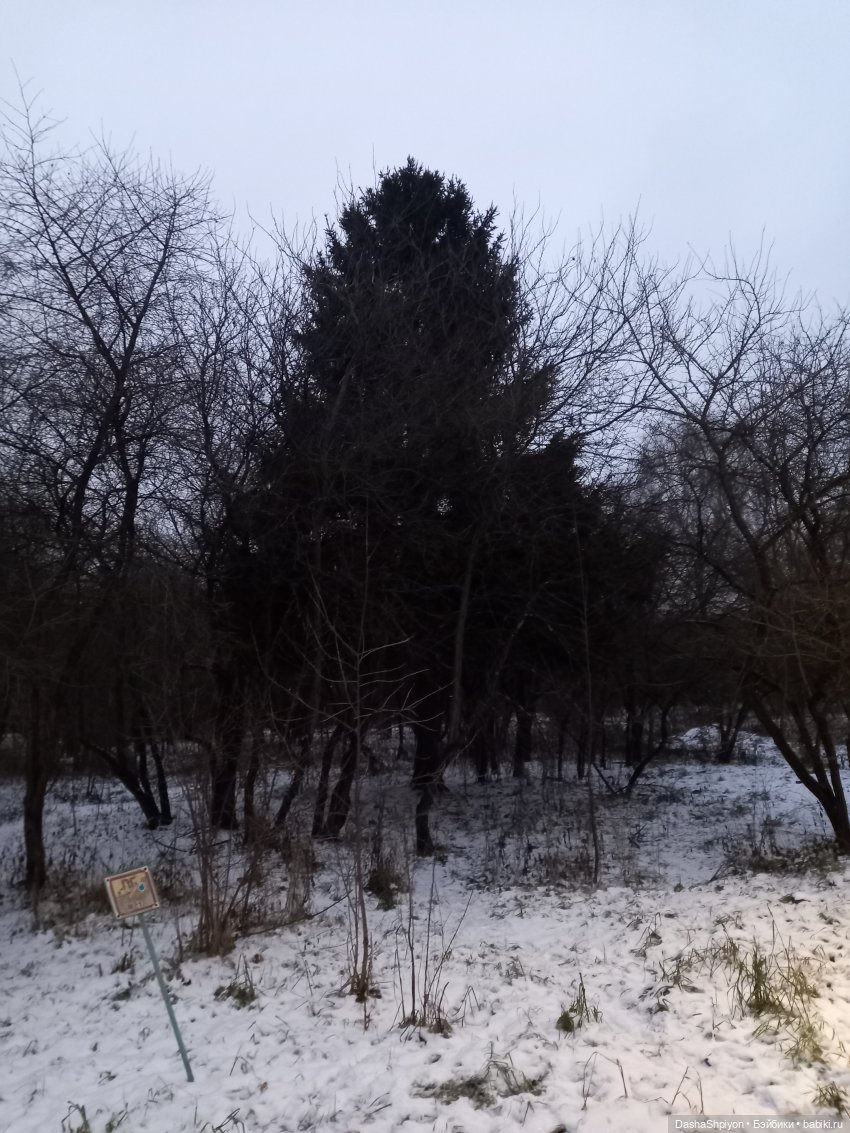 🌨️ Прогулка Валерия в поисках ёлки 🌲✨