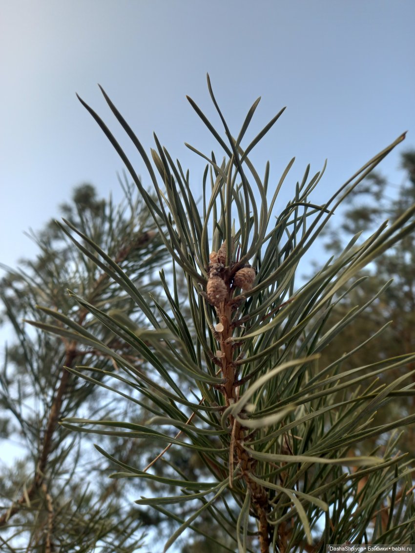 🌱Первые весенние дни🌄⛅ | Бэйбики 🌱Первые весенние дни🌄⛅ — Гибриды шарнирных кукол (не БЖД): подбор тела