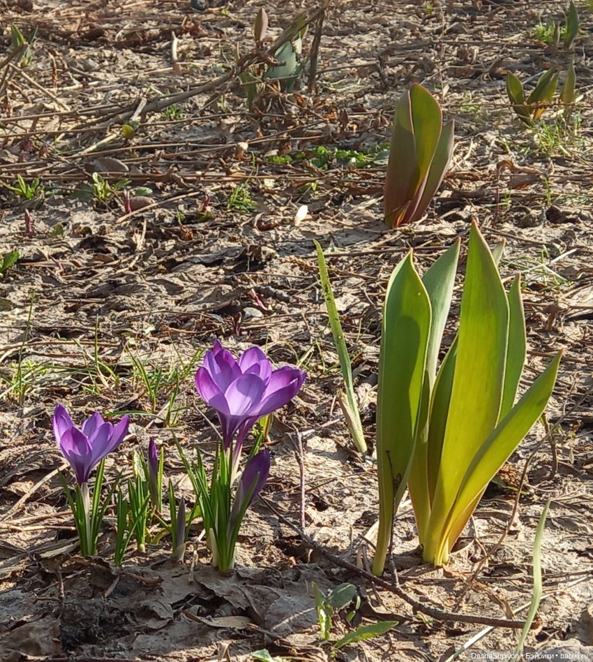 🌲Весна в парке 850-летия Москвы 🌱🌥️ (фото 2)