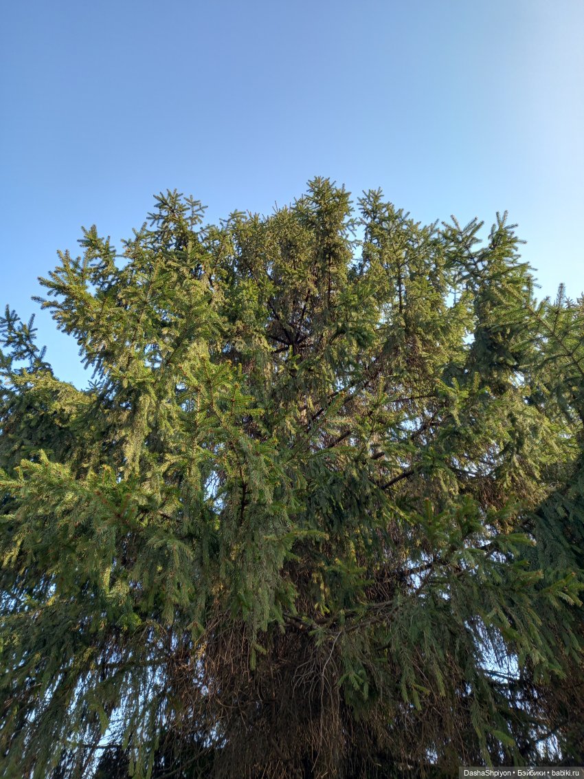 🌲Весна в парке 850-летия Москвы 🌱🌥️ (фото 5)