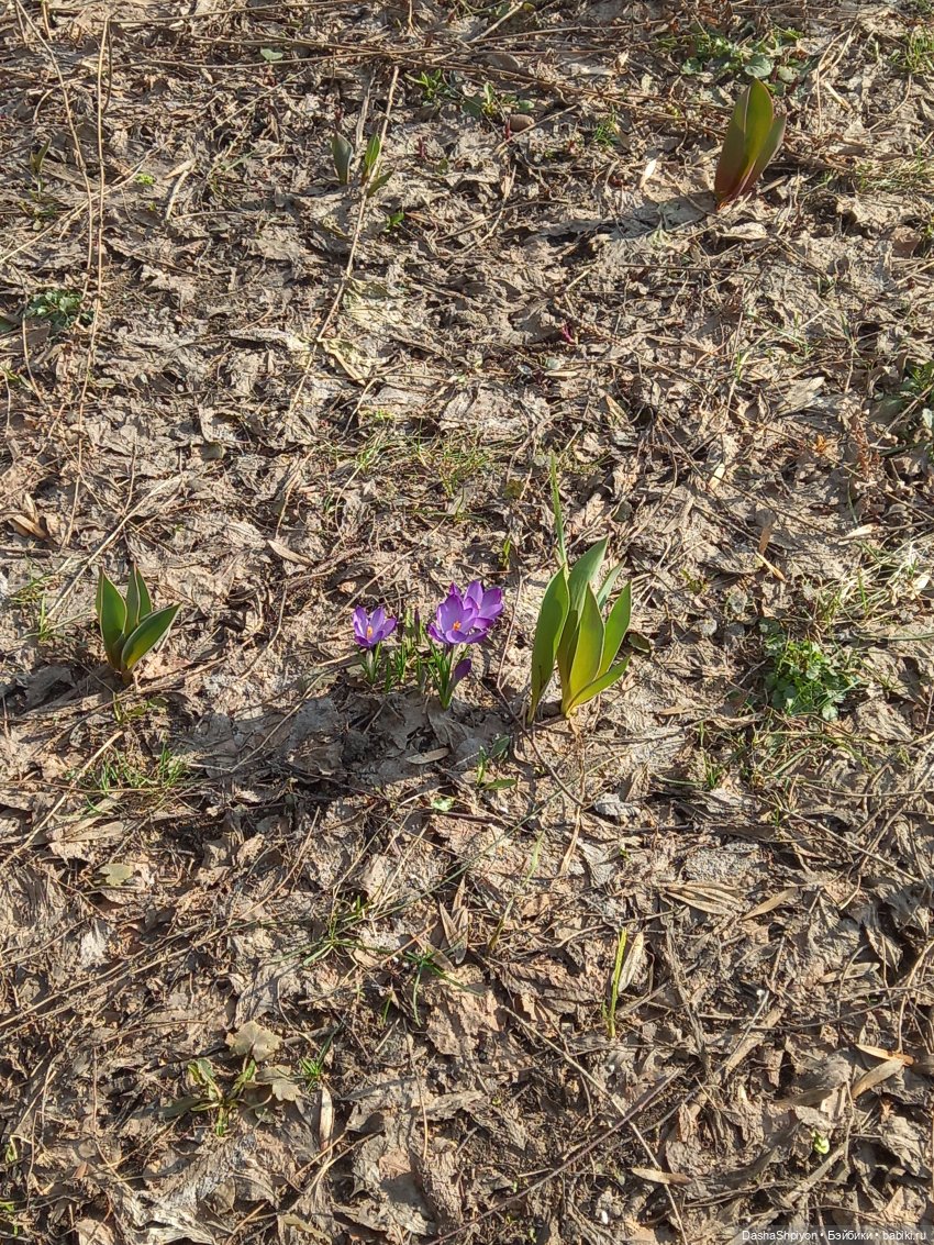 🌲Весна в парке 850-летия Москвы 🌱🌥️