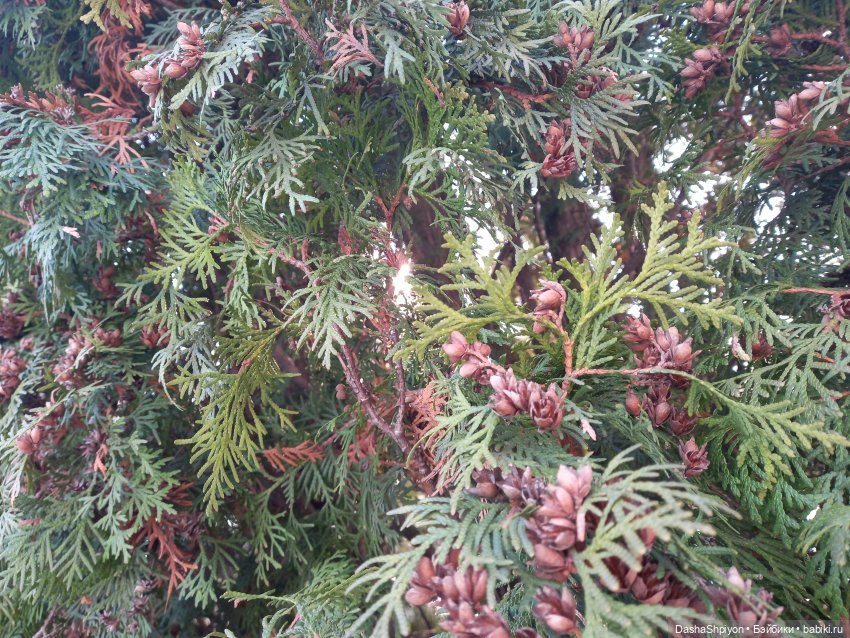 🌲Весна в парке 850-летия Москвы 🌱🌥️