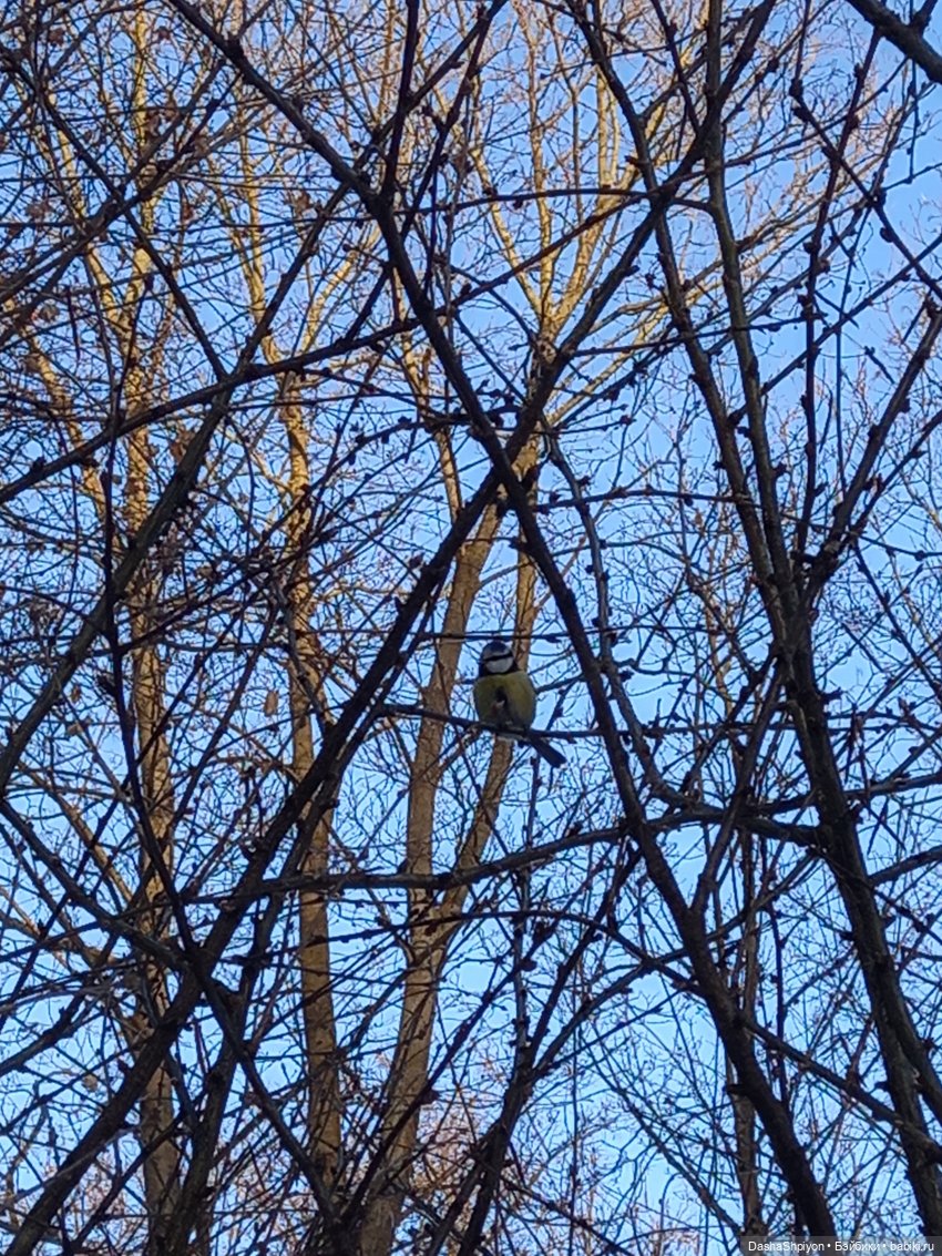 🌤️Мелисса в Коломенском 🌳🪵 (фото 5)