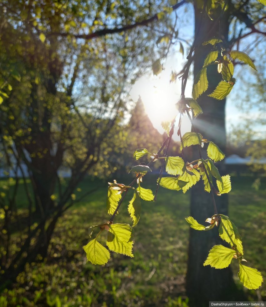 🌳 Прогулка со скейтбордом 🛹☀️ (фото 2)