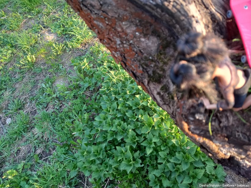 🌳 Прогулка со скейтбордом 🛹☀️ (фото 10)