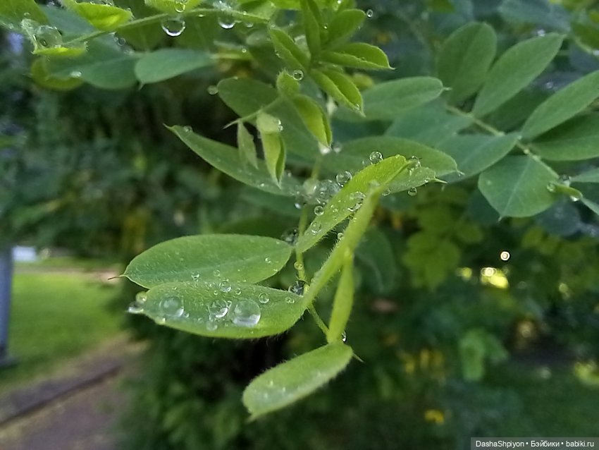 🌿Солнце после дождя🌦️💮 — Гибриды шарнирных кукол (не БЖД): подбор тела