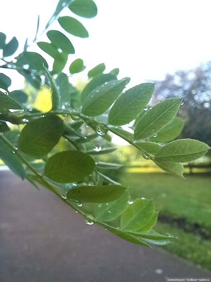 🌿Солнце после дождя🌦️💮 — Гибриды шарнирных кукол (не БЖД): подбор тела
