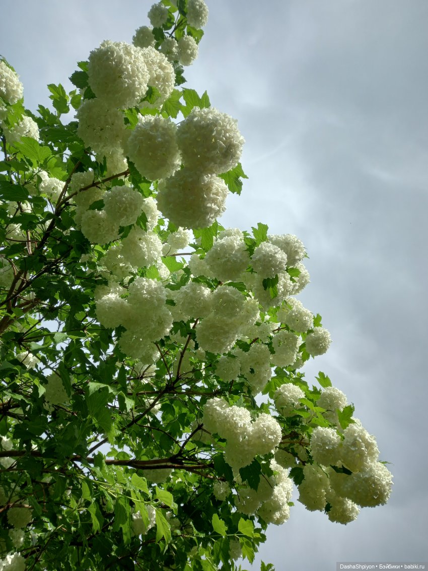 🌿Солнце после дождя🌦️💮 — Гибриды шарнирных кукол (не БЖД): подбор тела
