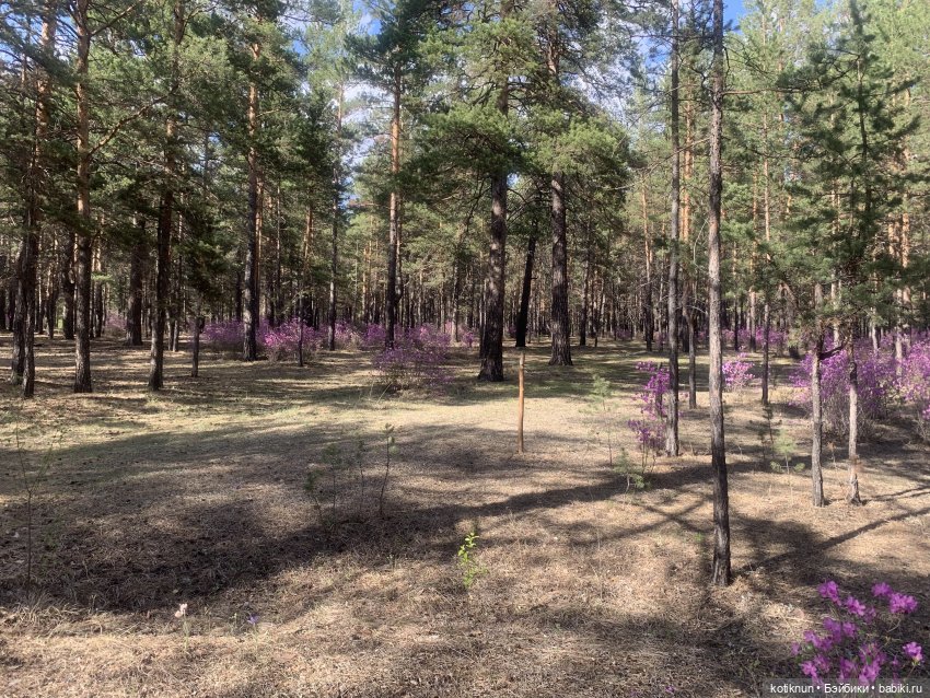 Читинский даурский багульник и azone Сара