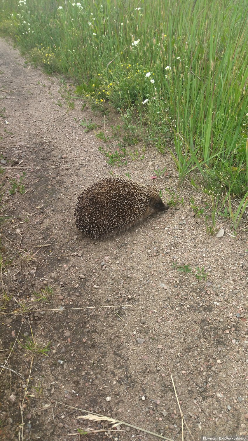 Прогулка на озеро — Разные шарнирные куклы (не БЖД): редкие