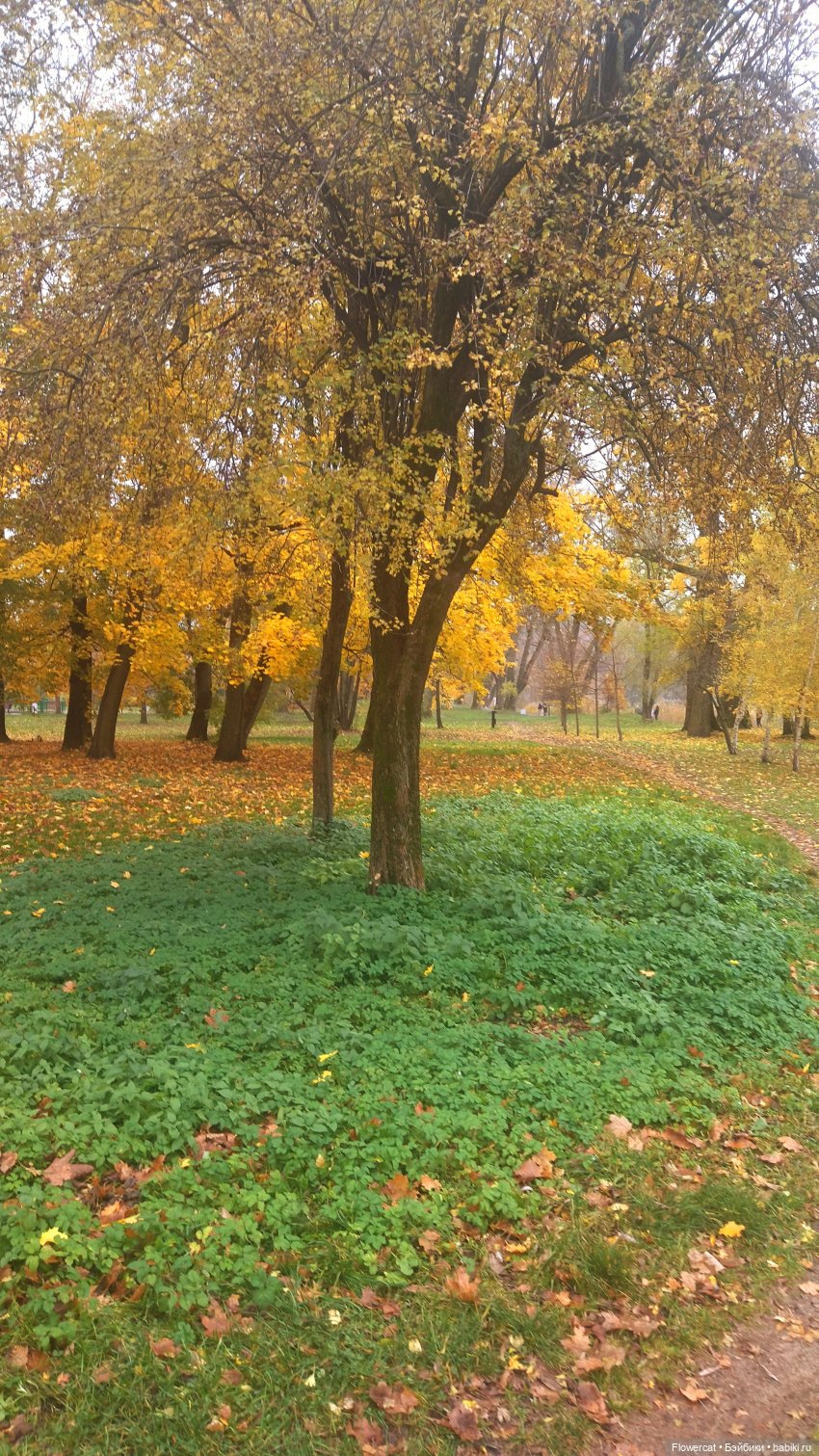 Брызги янтаря в осеннем парке, и немного культурного просвещения)))