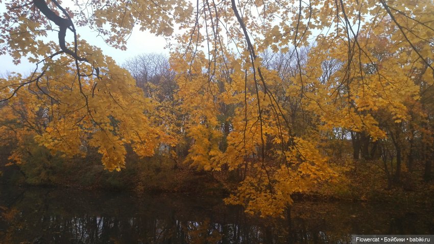 Брызги янтаря в осеннем парке, и немного культурного просвещения)))