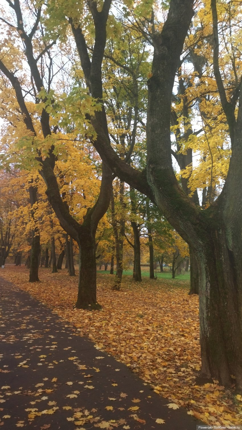 Брызги янтаря в осеннем парке, и немного культурного просвещения)))