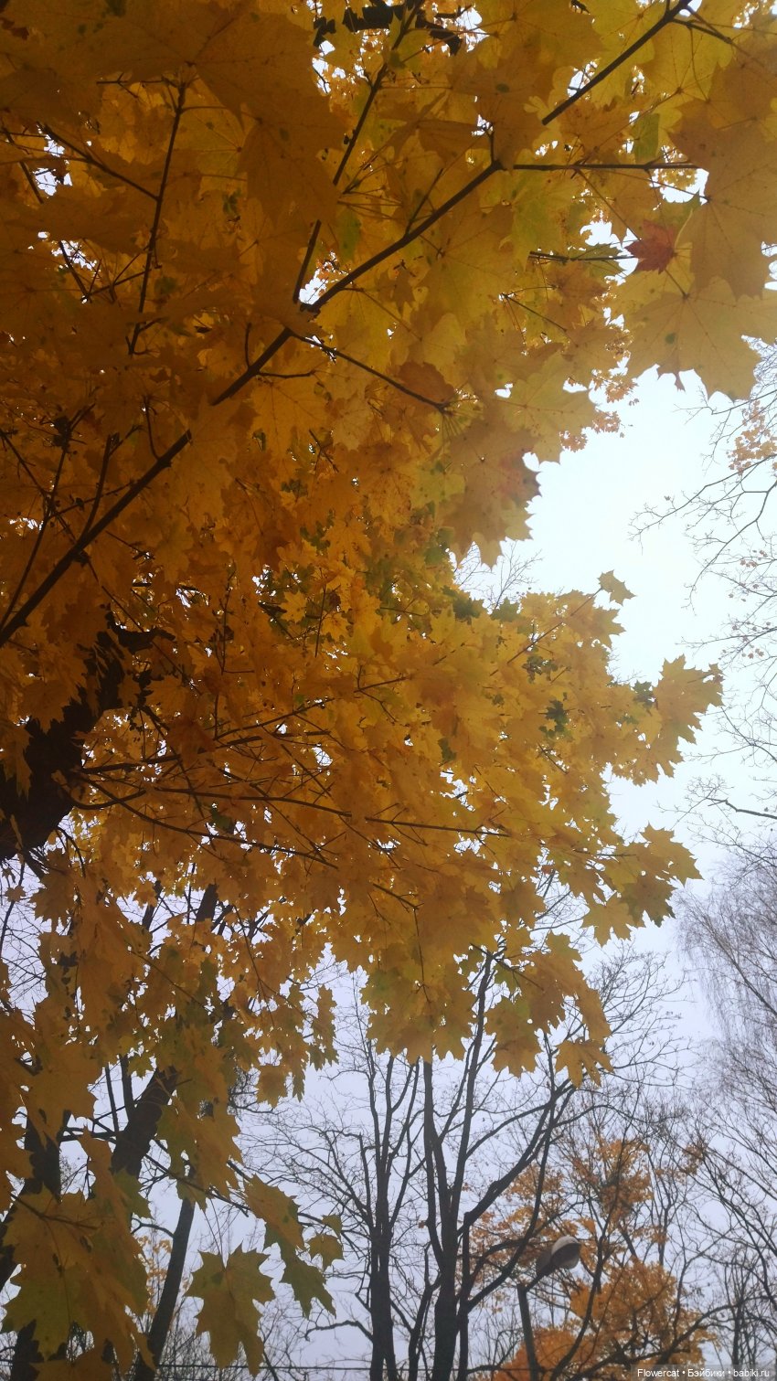 Брызги янтаря в осеннем парке, и немного культурного просвещения)))